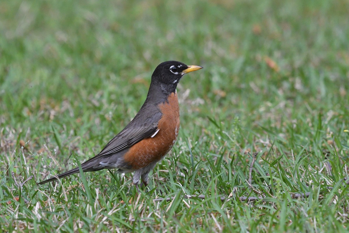 American Robin - ML634229859