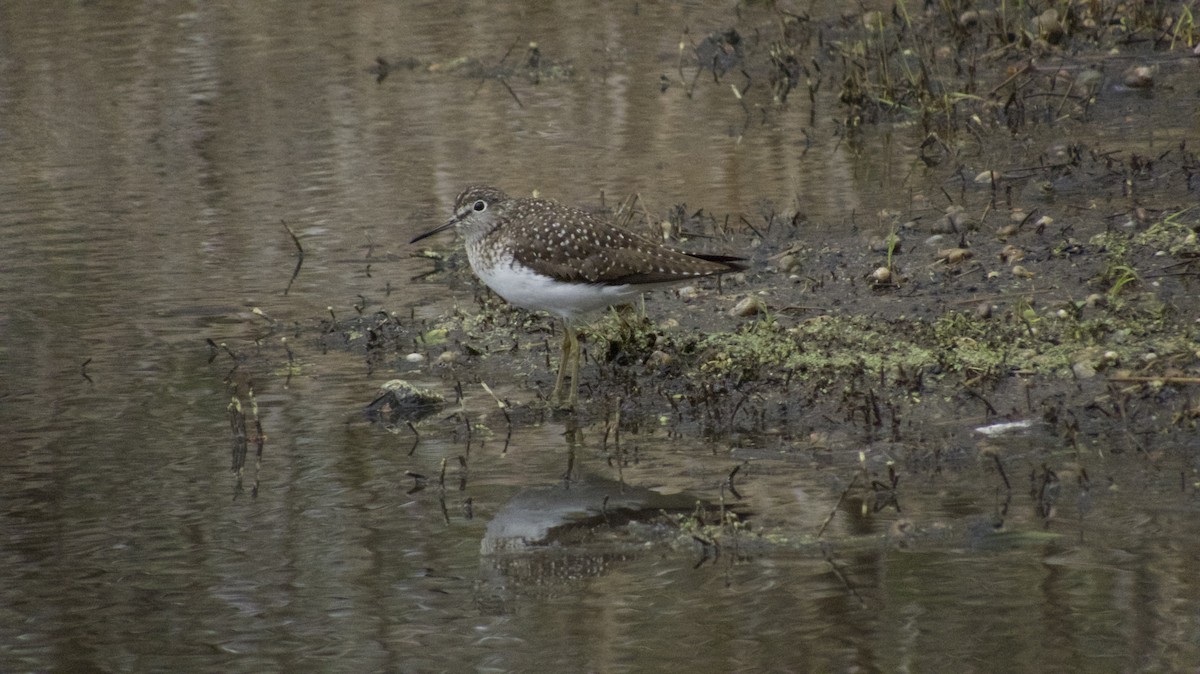 Solitary Sandpiper - ML634229884