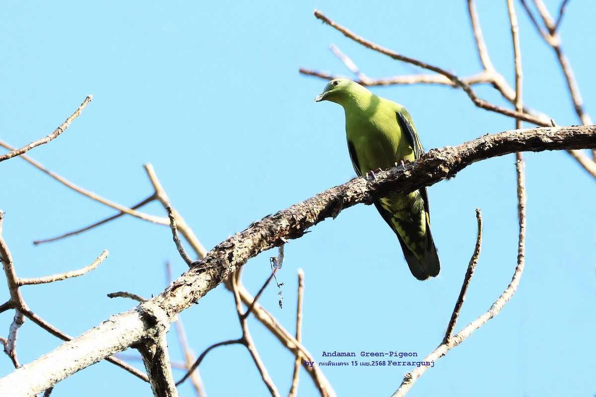 Andaman Green-Pigeon - ML634229961