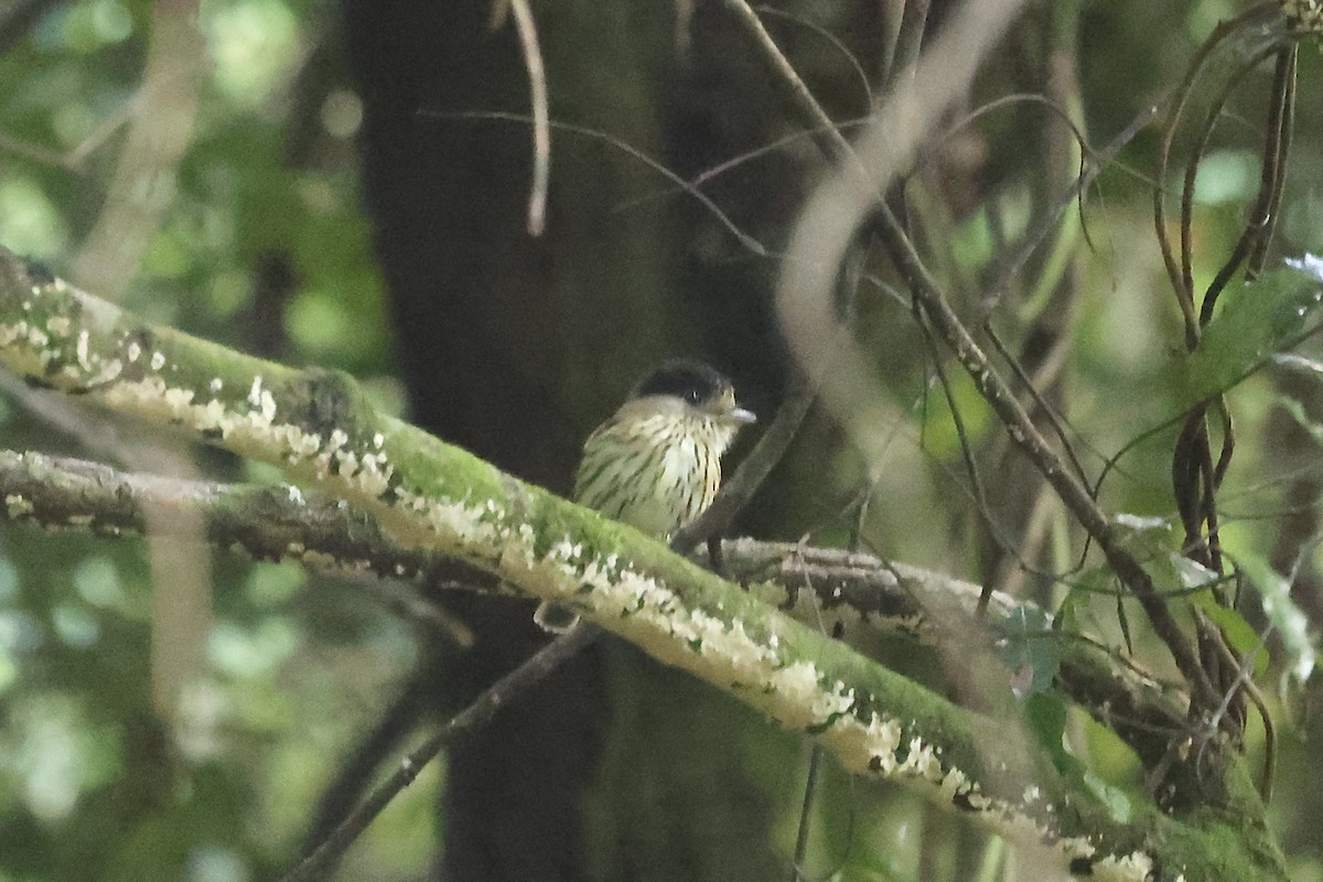 African Broadbill - ML634230032