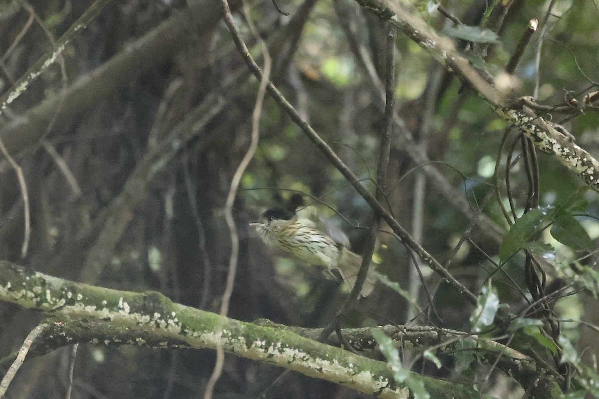 African Broadbill - ML634230040