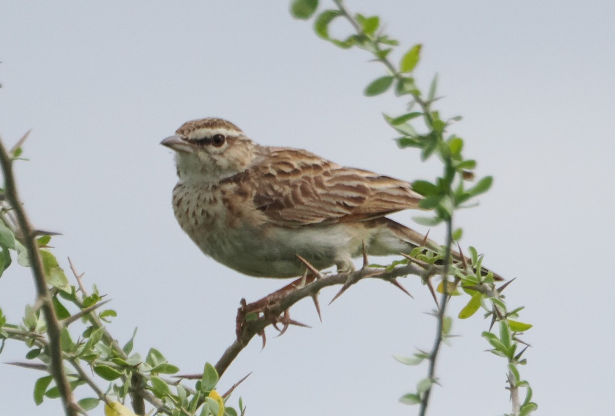 Fawn-colored Lark (Foxy) - ML634230063