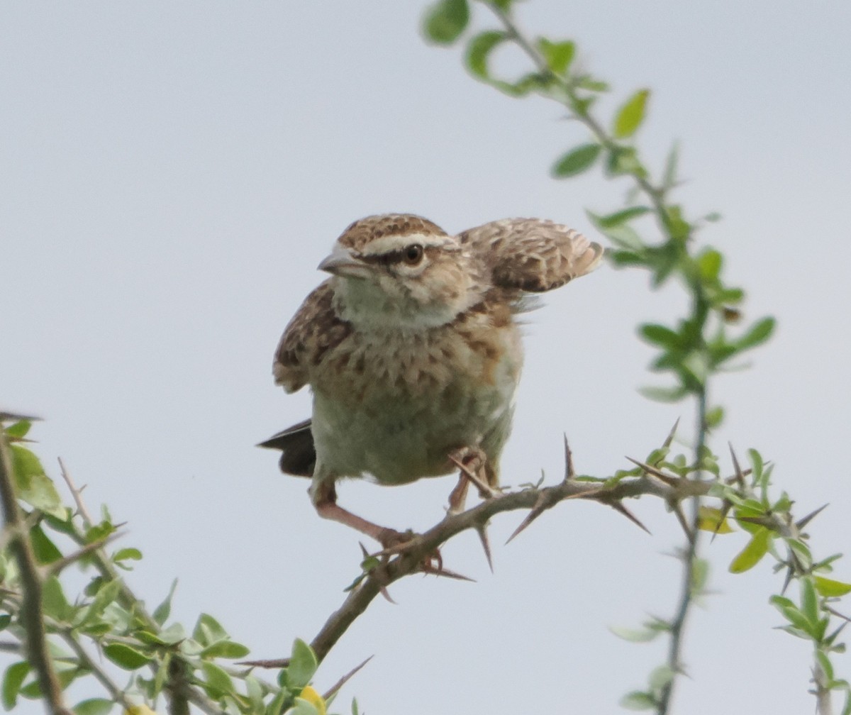Fawn-colored Lark (Foxy) - ML634230065