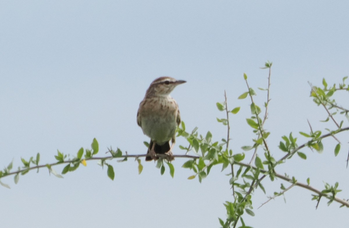 Fawn-colored Lark (Foxy) - ML634230066