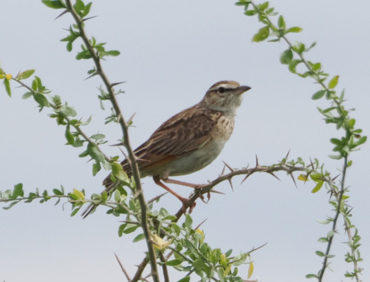 Fawn-colored Lark (Foxy) - ML634230067