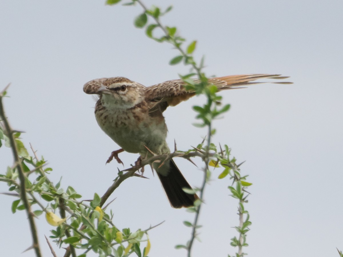 Fawn-colored Lark (Foxy) - ML634230068
