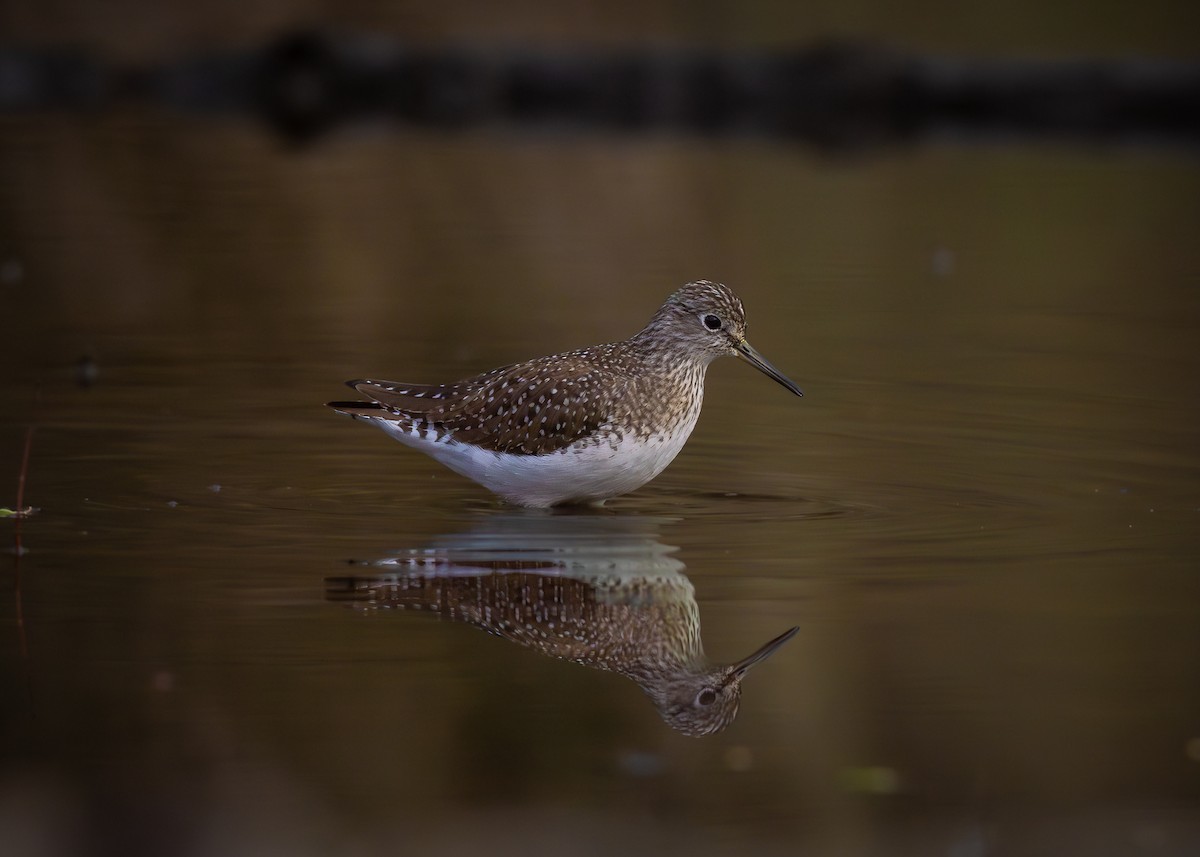Solitary Sandpiper - ML634230097
