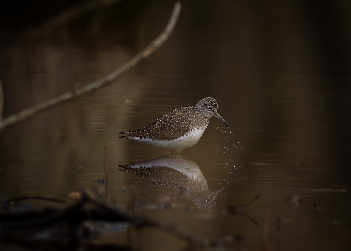 Solitary Sandpiper - ML634230104