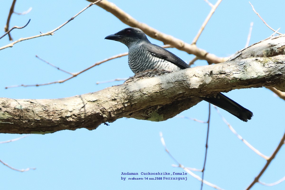 Andaman Cuckooshrike - ML634230107