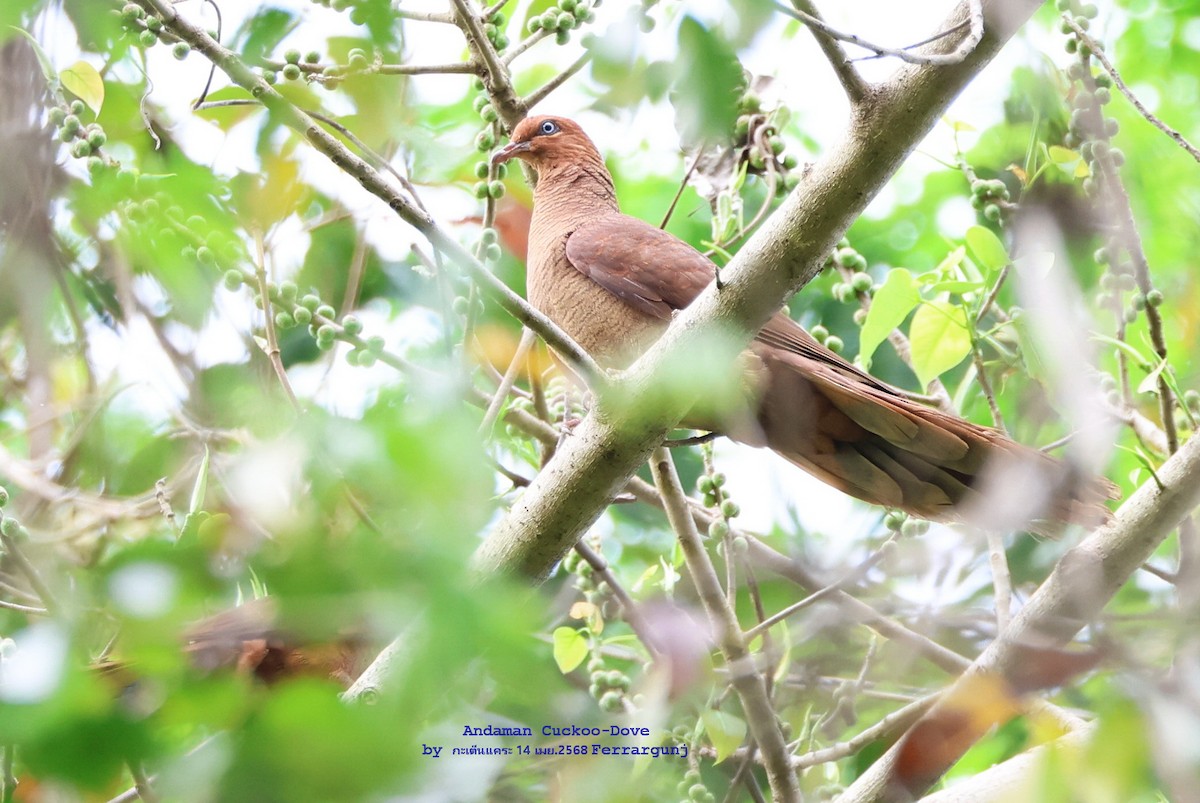 Andaman Cuckoo-Dove - ML634230129
