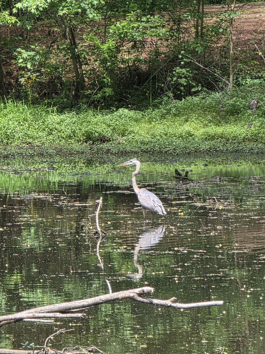 Great Blue Heron - ML634230195