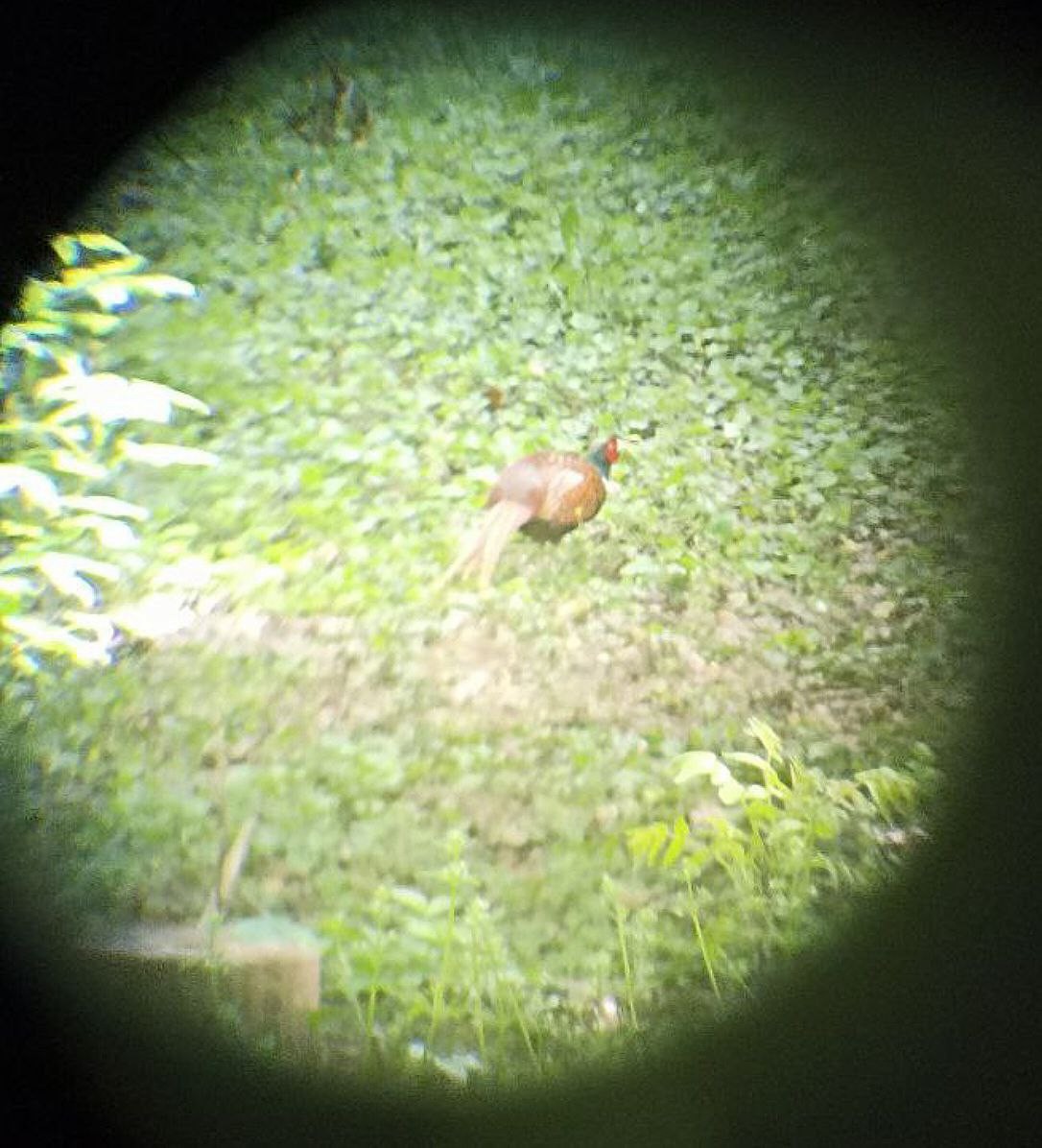 bažant obecný - ML634230253