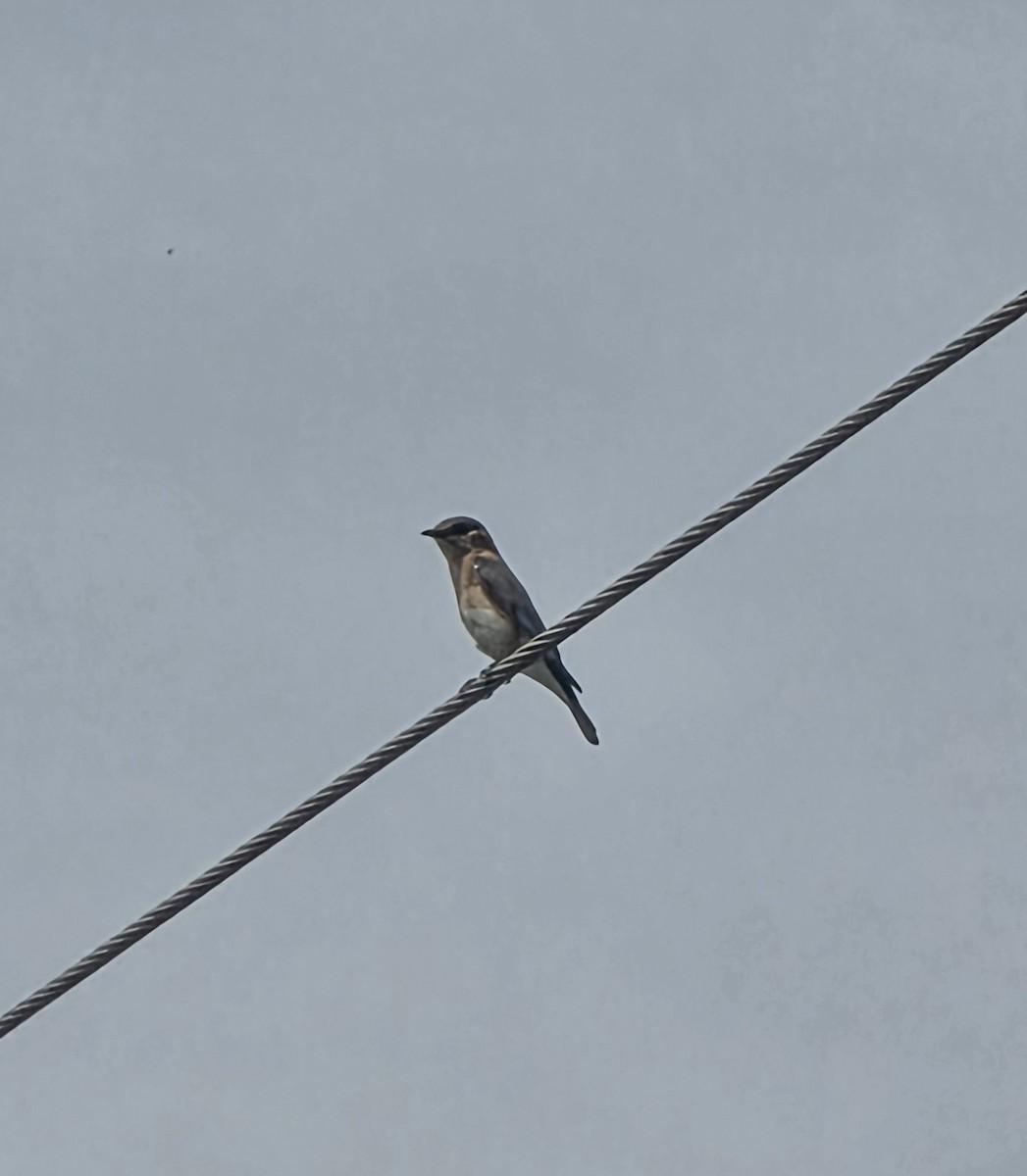 Eastern Bluebird - ML634230281
