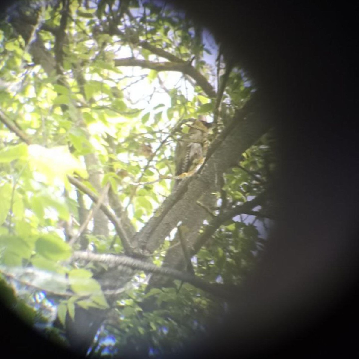 žluna zelená - ML634230282