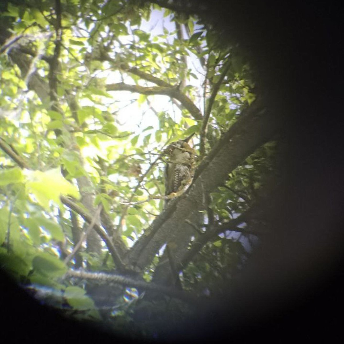 žluna zelená - ML634230283