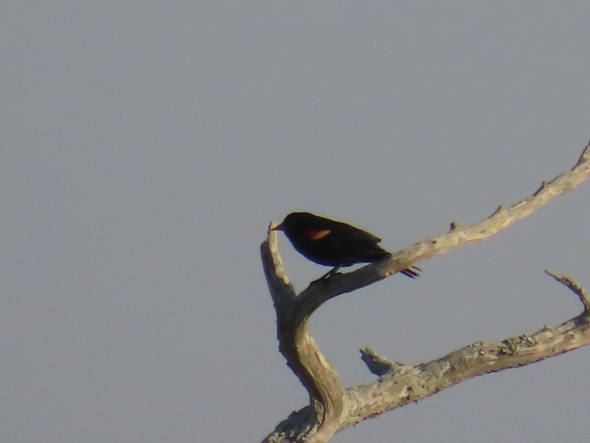 Red-winged Blackbird - ML634230338