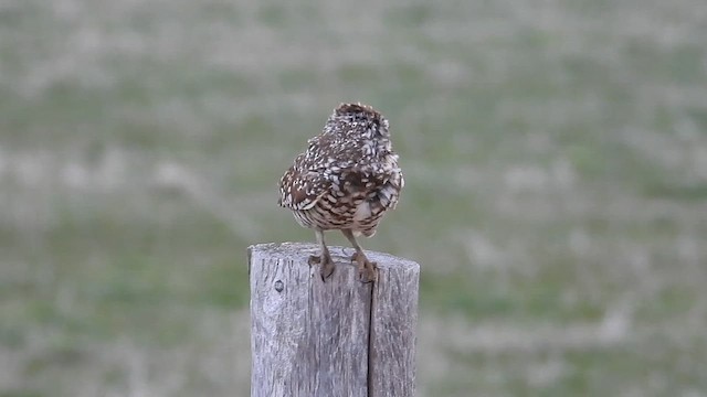 Burrowing Owl - ML634230358