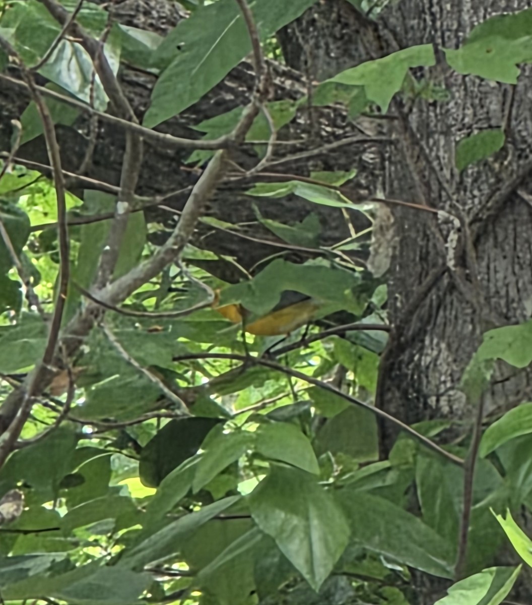 Prothonotary Warbler - ML634230390