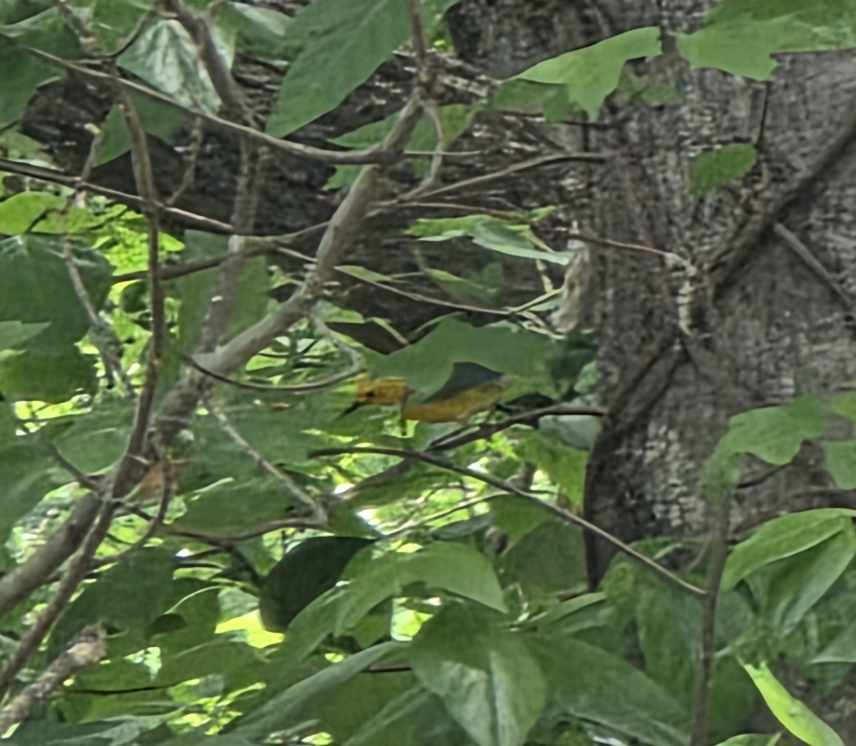 Prothonotary Warbler - ML634230391