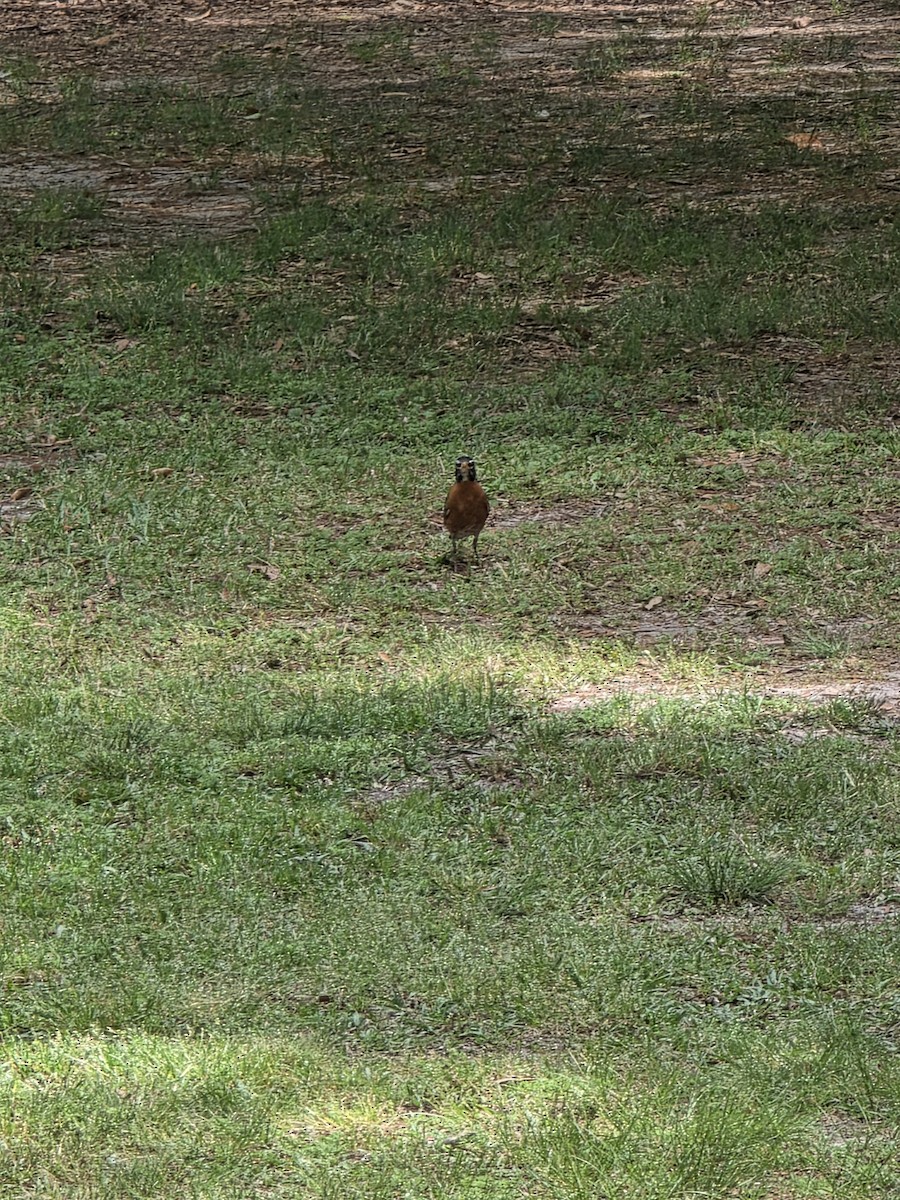 American Robin - ML634230411