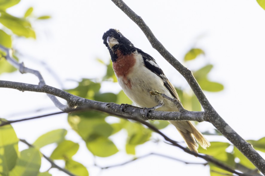 Rose-breasted Grosbeak - ML634230434