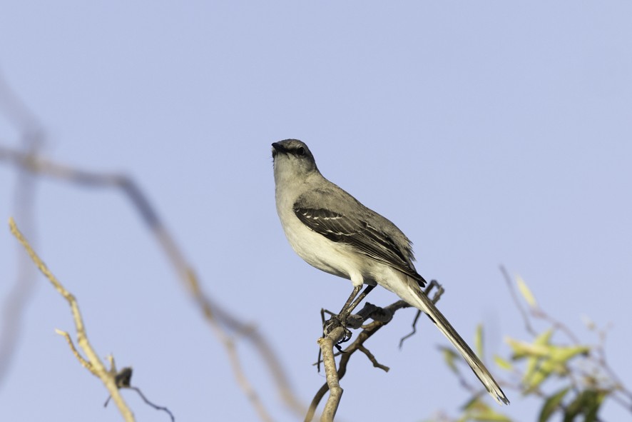 Tropical Mockingbird - ML634230436