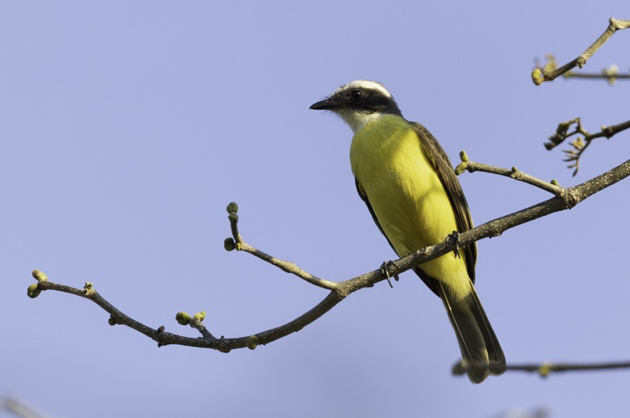 Social Flycatcher - ML634230480