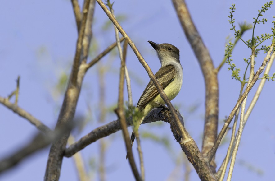 Brown-crested Flycatcher - ML634230484