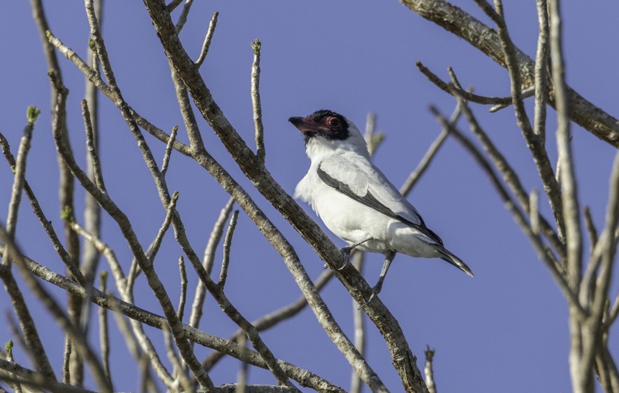 Masked Tityra - ML634230489