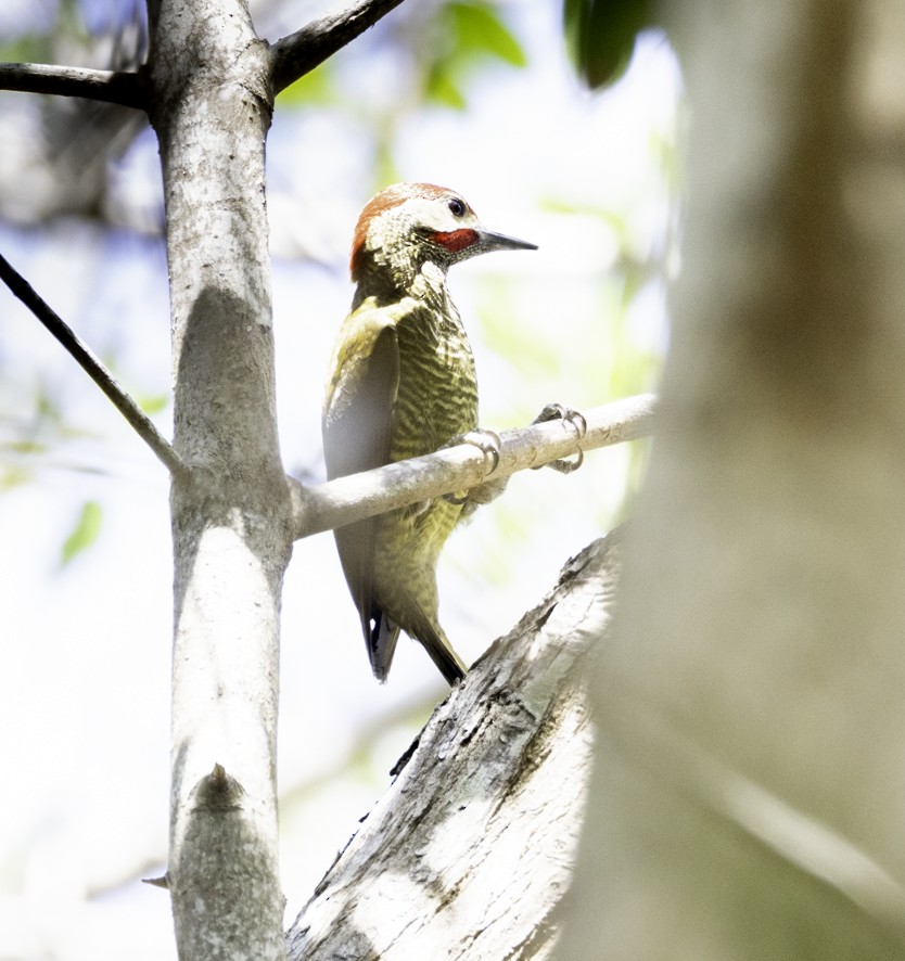 Golden-olive Woodpecker - ML634230491