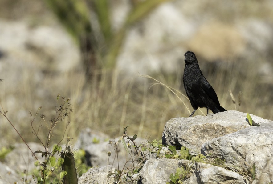 Groove-billed Ani - ML634230493