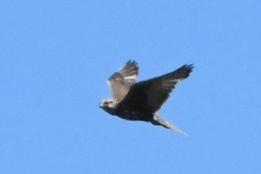 tartarfalk - ML634230502