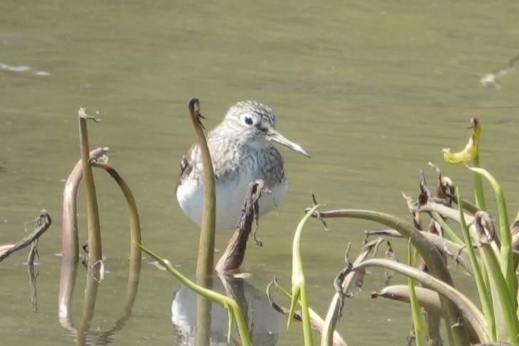 Solitary Sandpiper - ML634230518