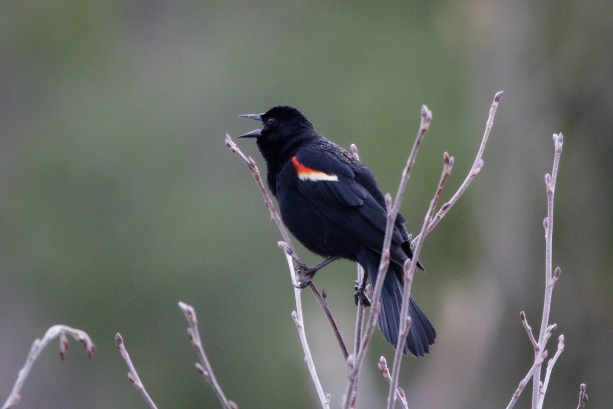 Red-winged Blackbird - ML634230551