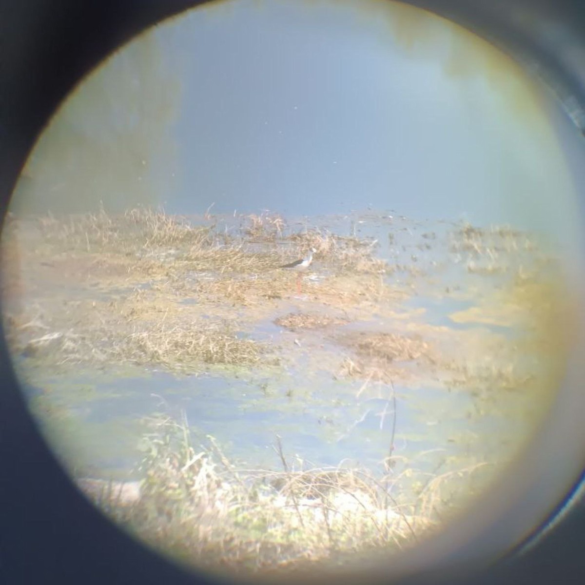 pisila čáponohá - ML634230629