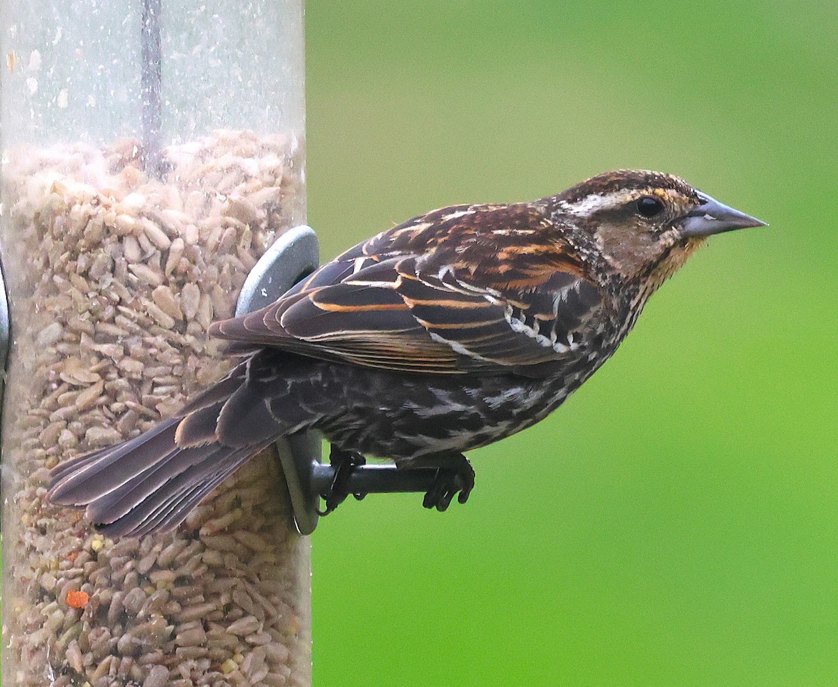 Red-winged Blackbird - ML634230678