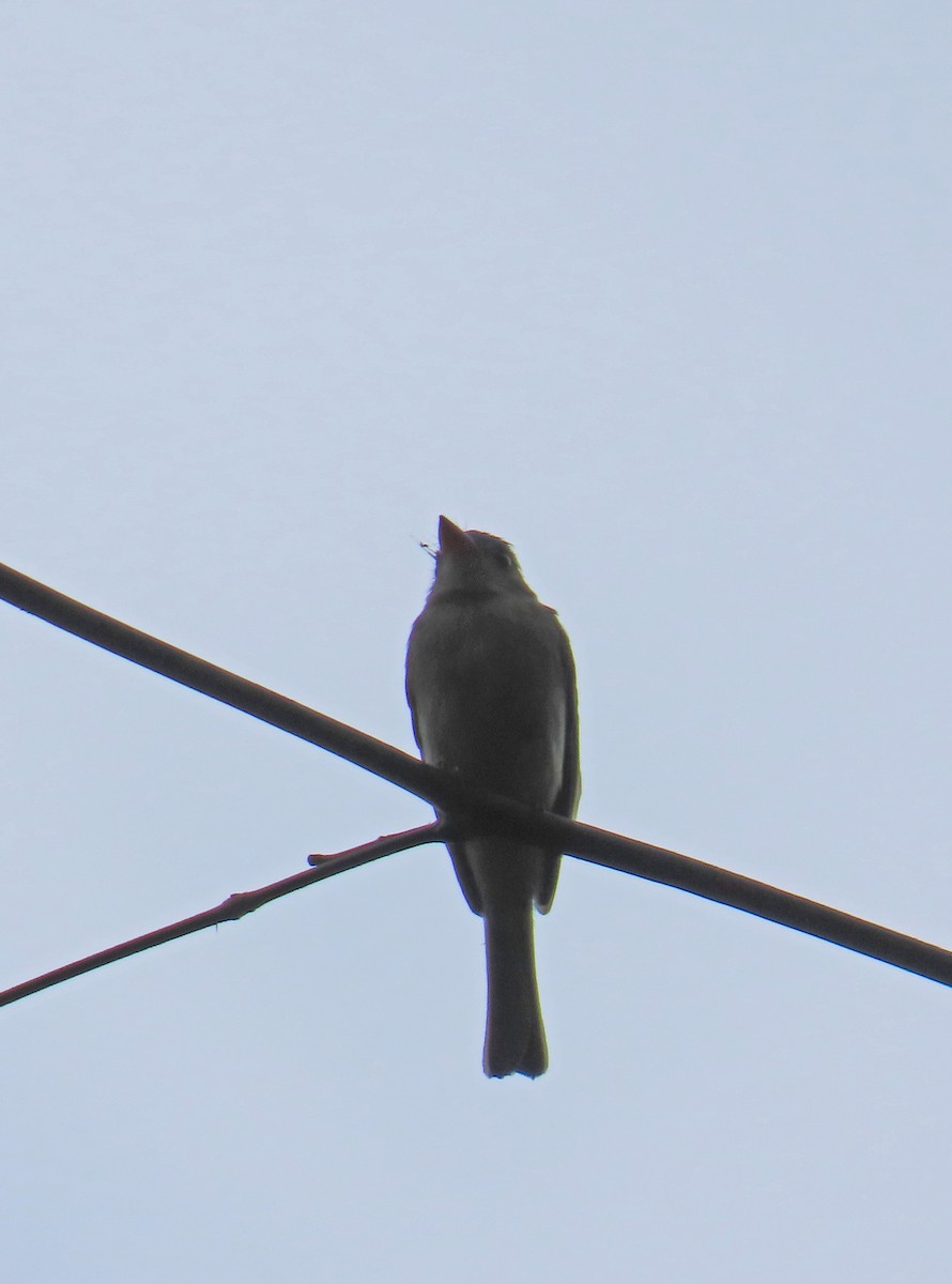 Tumbes Pewee - ML634230718