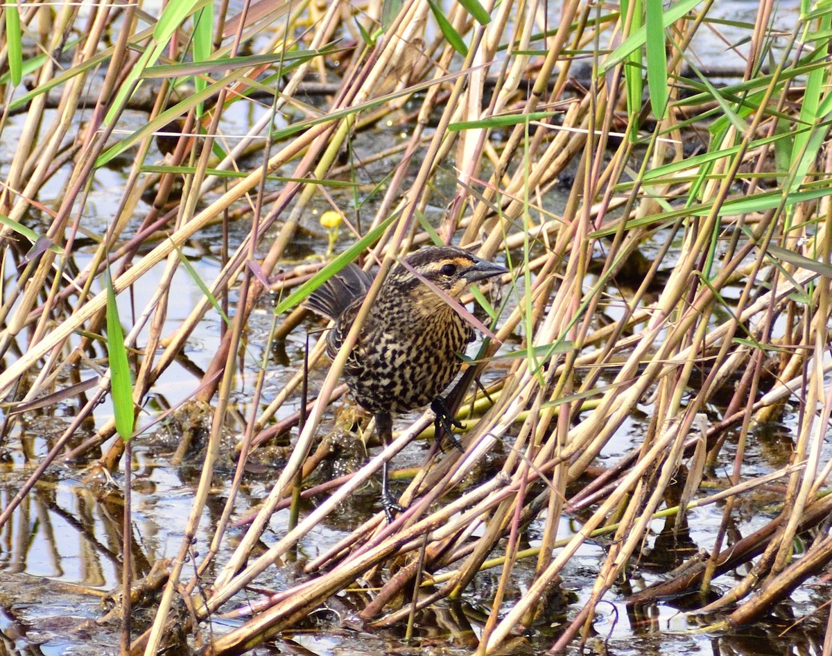 Red-winged Blackbird - ML634230720