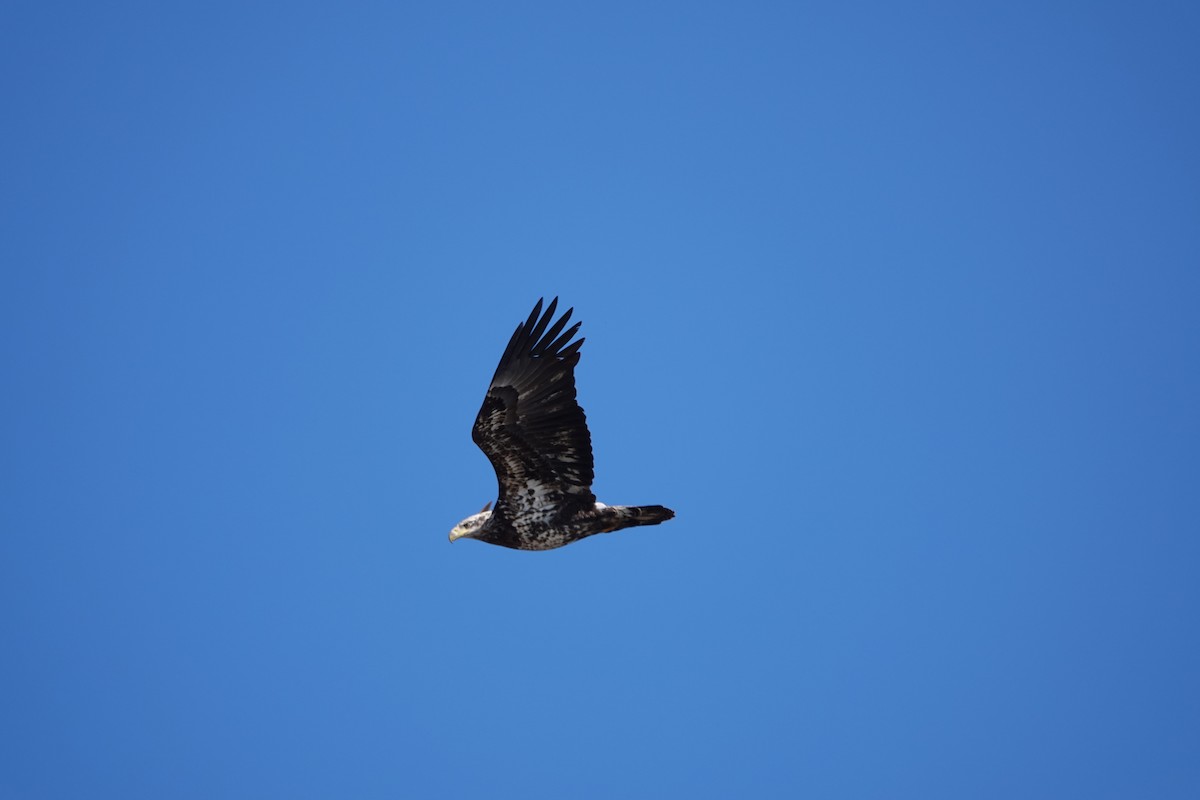 Bald Eagle - ML634230749