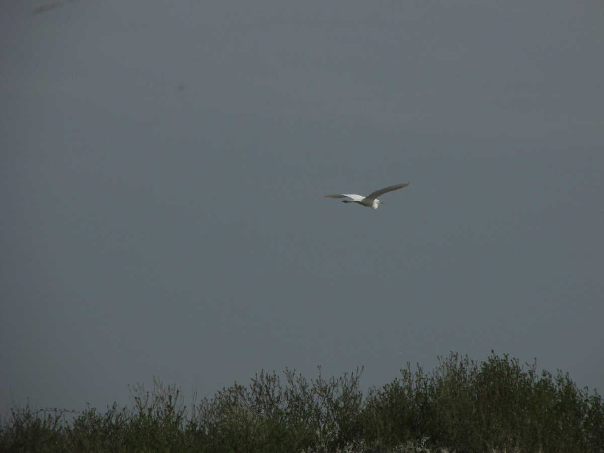 volavka bílá - ML634230753