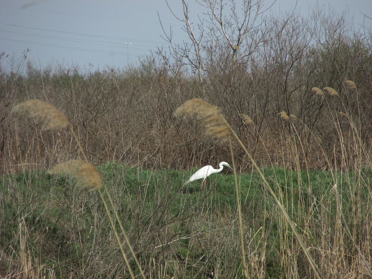 volavka bílá - ML634230754