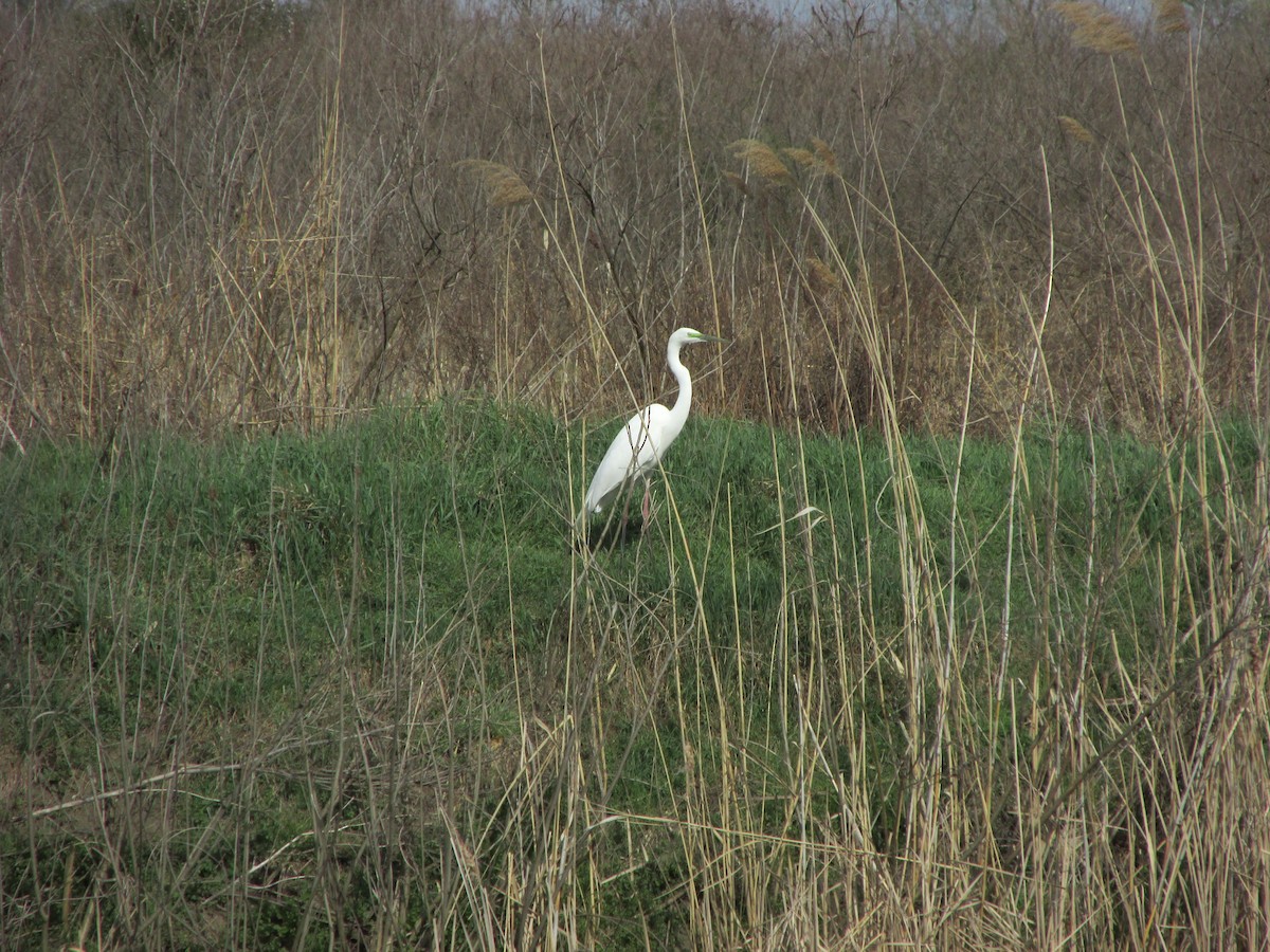 volavka bílá - ML634230755