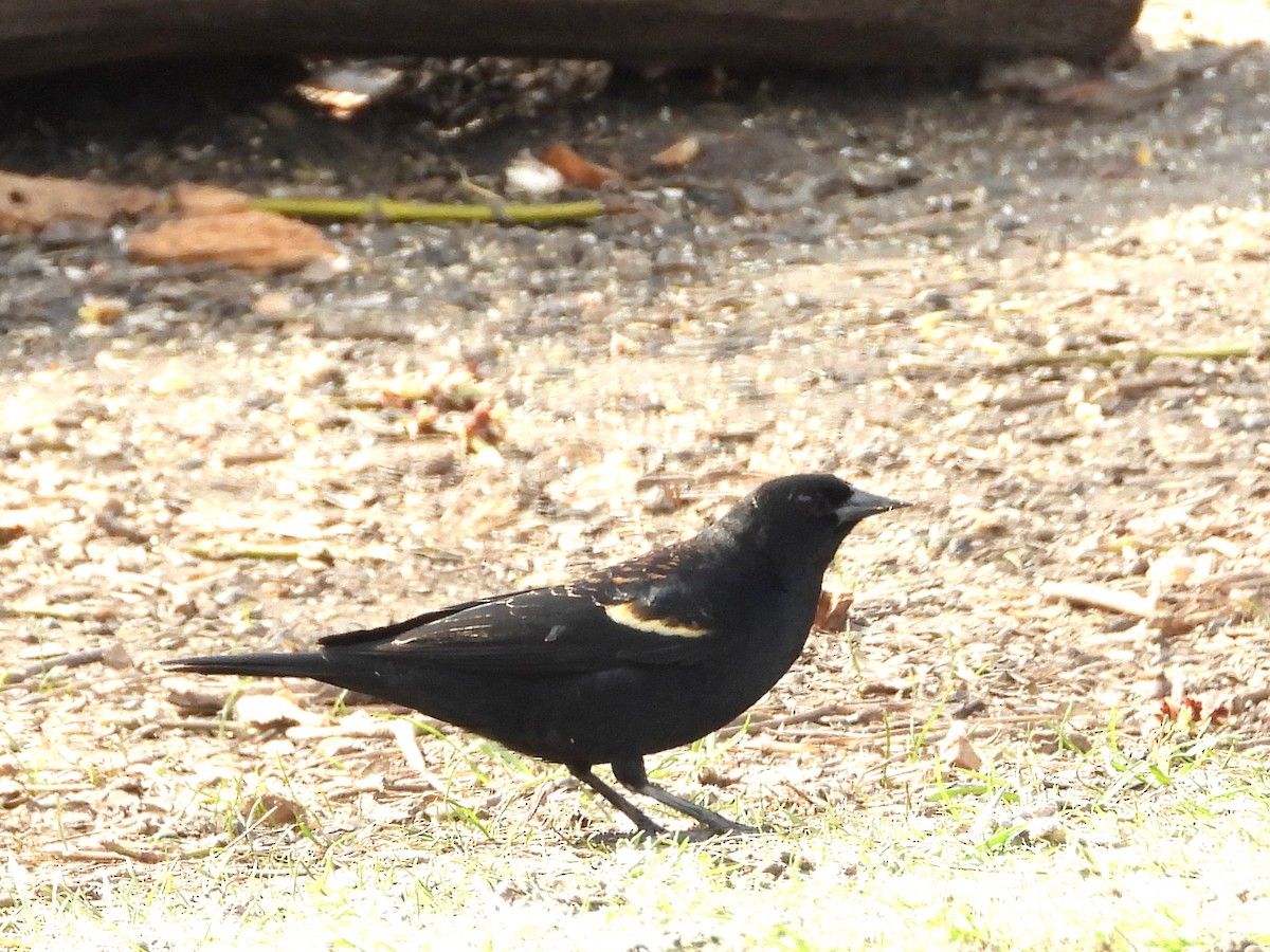 Red-winged Blackbird - ML634230768