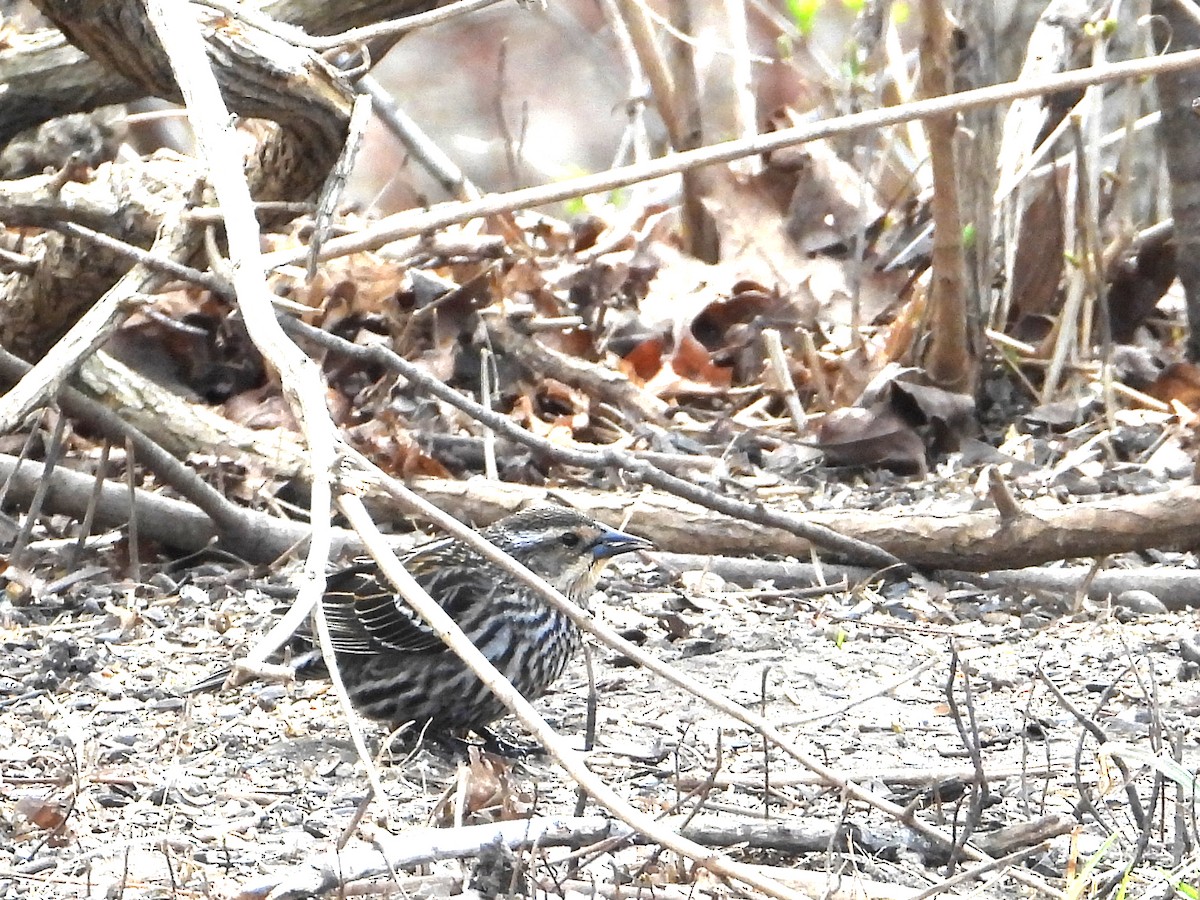 Red-winged Blackbird - ML634230789