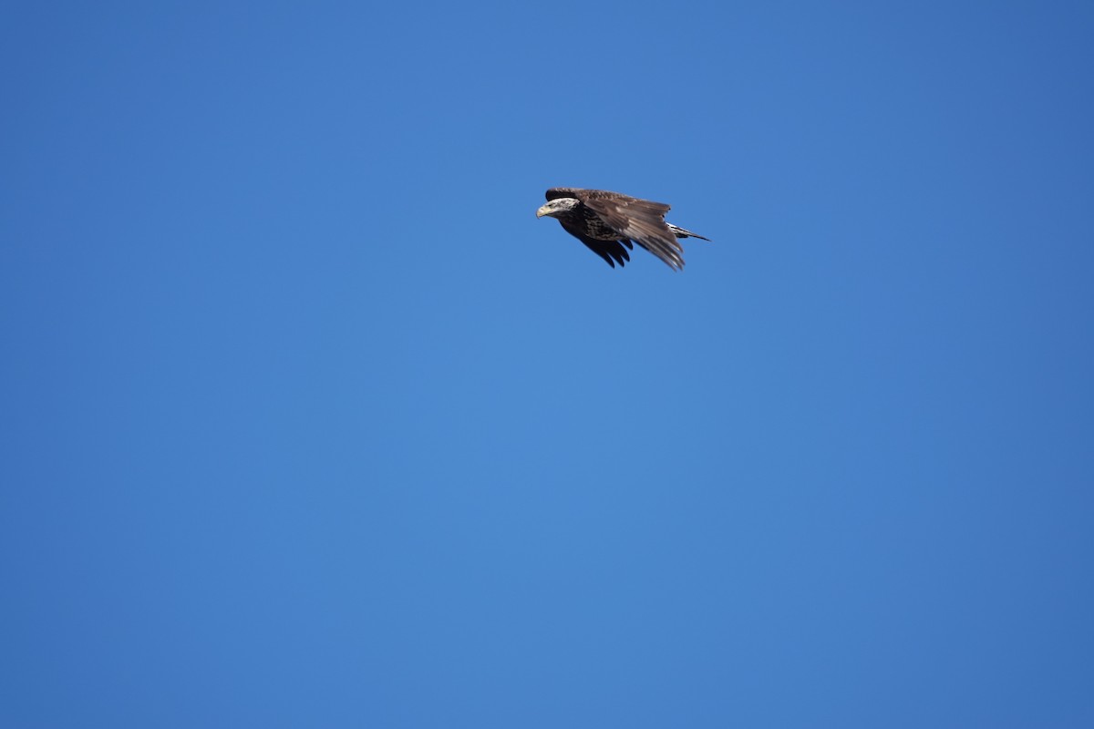 Bald Eagle - ML634230798