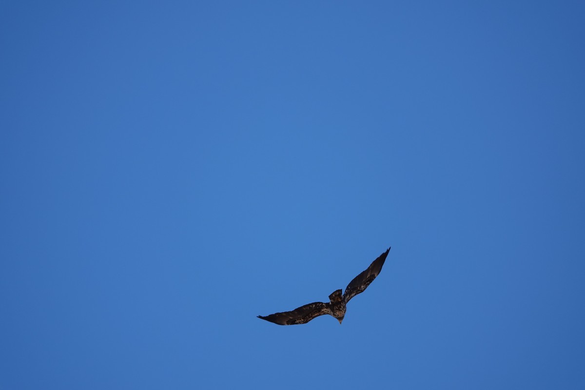 Bald Eagle - ML634230814