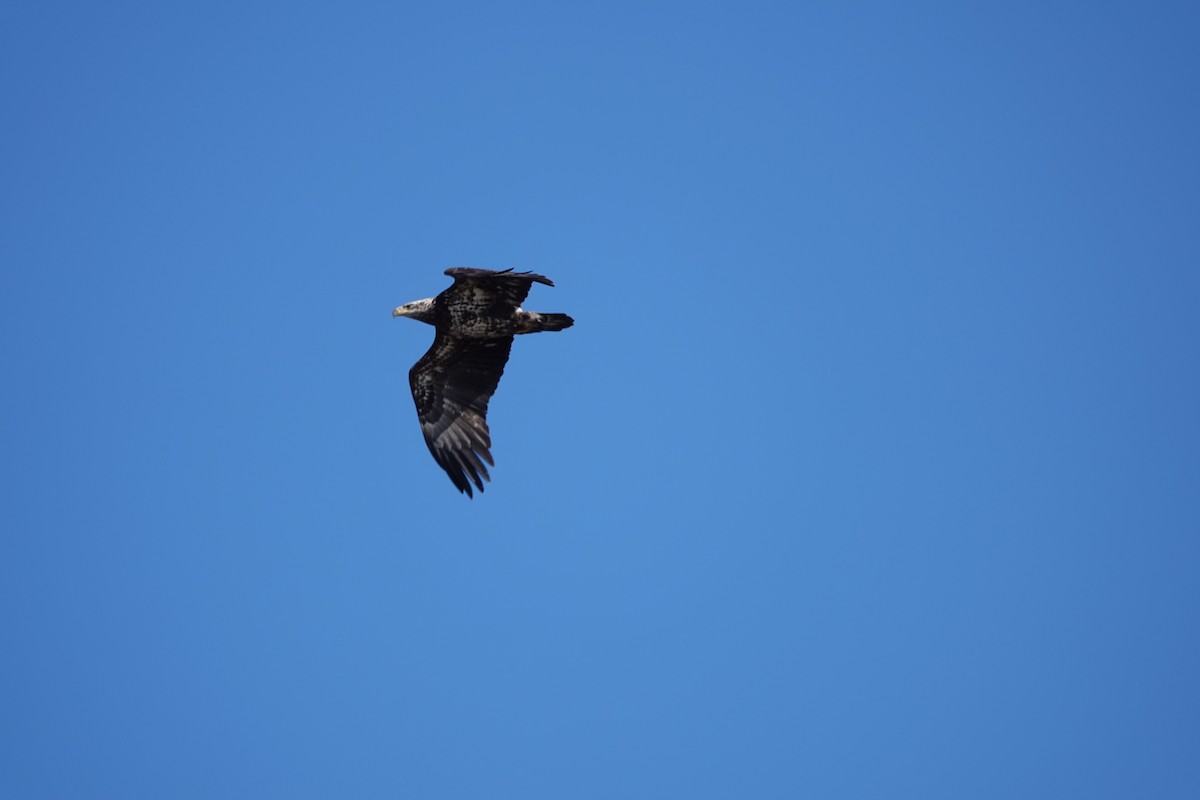 Bald Eagle - ML634230833