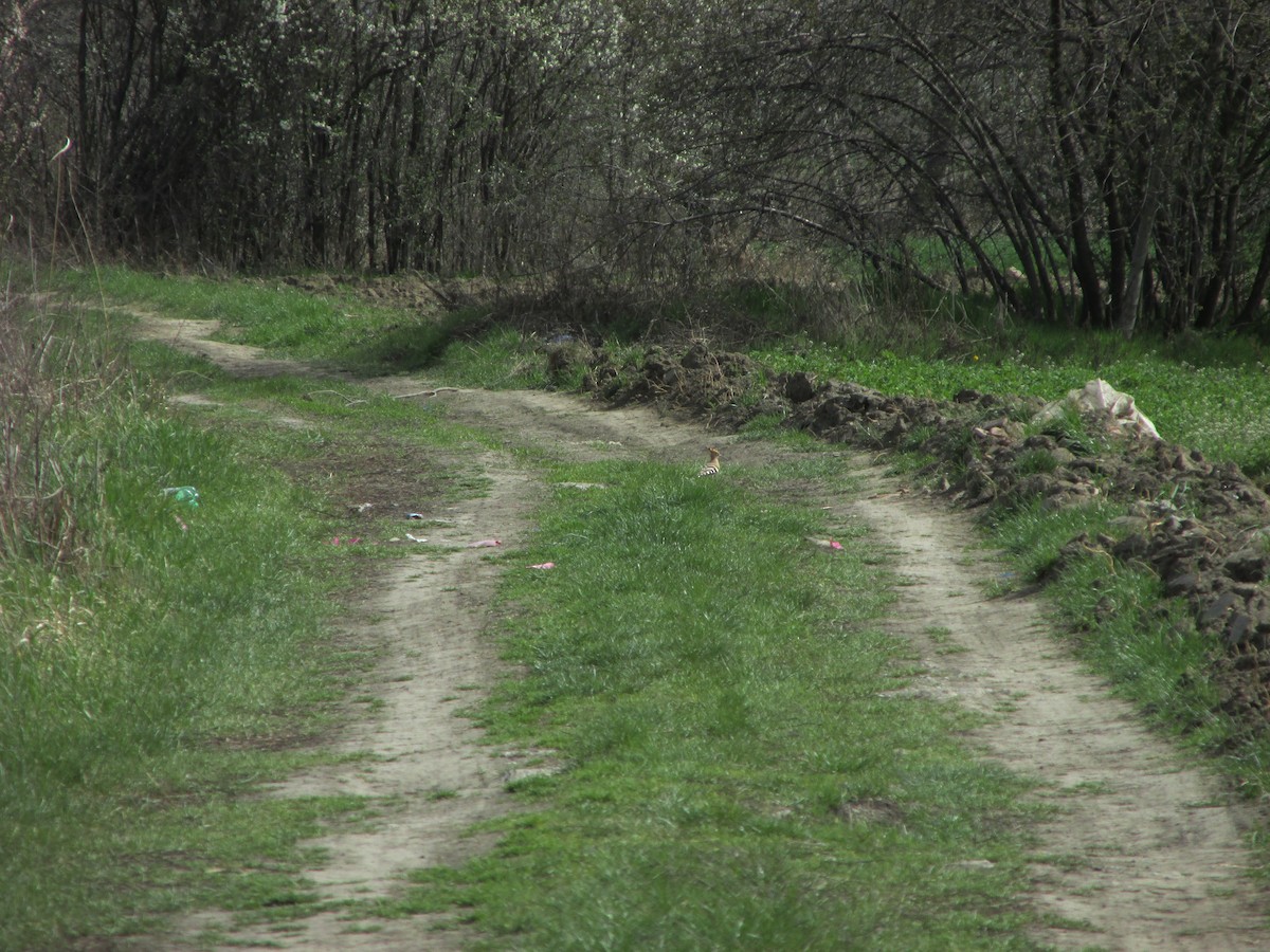 dudek chocholatý - ML634230837