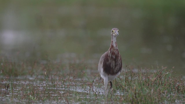 Chinese Pond-Heron - ML634230841