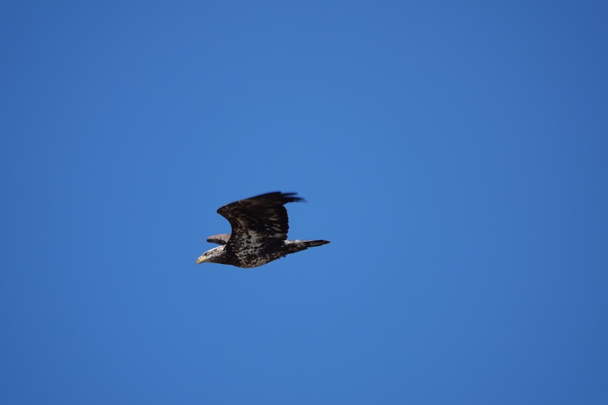 Bald Eagle - ML634230847